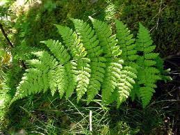 Attēlu rezultāti vaicājumam “Dryopteris”