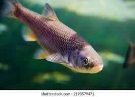 Image result for Squalius cephalus