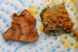 Attēlu rezultāti vaicājumam “Oligonema favogineum”