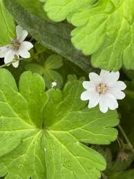 Attēlu rezultāti vaicājumam “Geranium pyrenaicum flower”