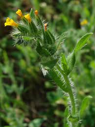 Attēlu rezultāti vaicājumam “Lycogala botrydium sessile”