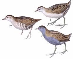 Image result for Porzana parva