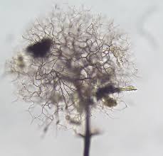 Attēlu rezultāti vaicājumam “Collaria arcyrionema”