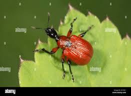 Attēlu rezultāti vaicājumam “Apoderus coryli”