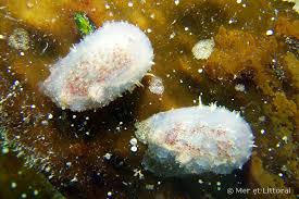 Attēlu rezultāti vaicājumam “Trichia scabra sessile”