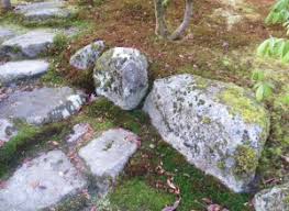 Attēlu rezultāti vaicājumam “Atrichum undulatum sporophyte”