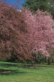 Attēlu rezultāti vaicājumam “Malus purpurea leaf”