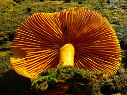 Attēlu rezultāti vaicājumam “Tricholomopsis decora”