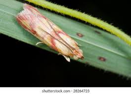 Attēlu rezultāti vaicājumam “Sacchiphantes abietis”