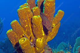 Attēlu rezultāti vaicājumam “Tubifera applanata”