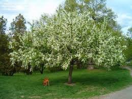 Attēlu rezultāti vaicājumam “Prunus (bird-cherry tree)”