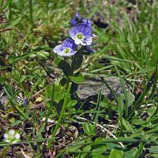Attēlu rezultāti vaicājumam “Veronica serpyllifolia”