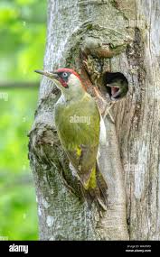 Attēlu rezultāti vaicājumam “Picus viridis”