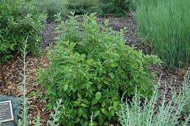 Attēlu rezultāti vaicājumam “Cornus sericea”