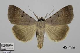 Attēlu rezultāti vaicājumam “Lygephila viciae”