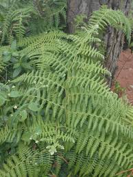 Attēlu rezultāti vaicājumam “Dryopteris dilatata”