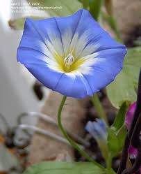 Image result for Convolvulus tricolor