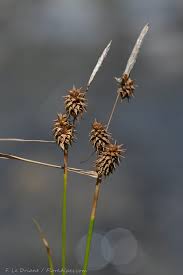 Attēlu rezultāti vaicājumam “Carex lepidocarpa fruit”