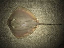 Image result for Rostroraja eglanteria