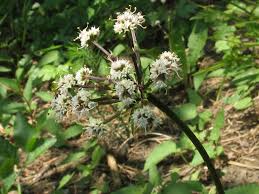 Attēlu rezultāti vaicājumam “Sanicula europaea”