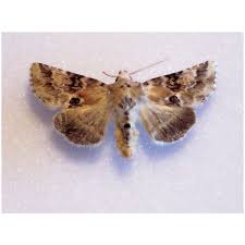 Attēlu rezultāti vaicājumam “Rusina ferruginea female”