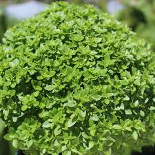 Image result for Basilikum
