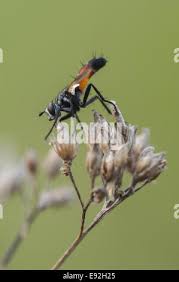 Attēlu rezultāti vaicājumam “Cylindromyia sp.”