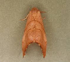 Attēlu rezultāti vaicājumam “Falcaria lacertinaria”