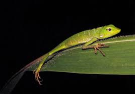 Attēlu rezultāti vaicājumam “Cephaloziella elachista”