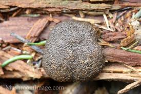 Attēlu rezultāti vaicājumam “Tubifera montana”