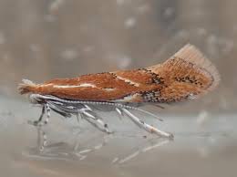 Attēlu rezultāti vaicājumam “Phyllonorycter sp.”