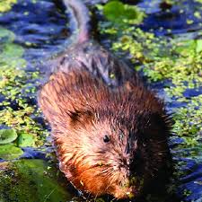 Attēlu rezultāti vaicājumam “Ondatra zibethicus”