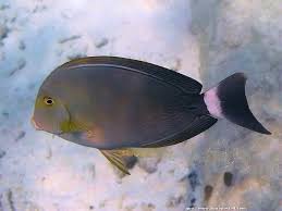 Image result for Acanthurus blochii