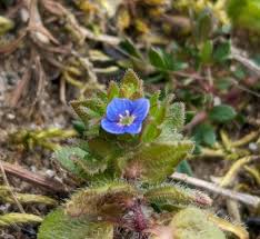 Attēlu rezultāti vaicājumam “Veronica scutellata bud”