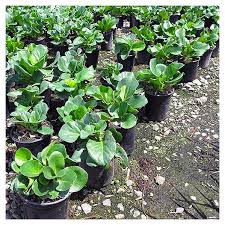 Attēlu rezultāti vaicājumam “Bergenia crassifolia”