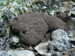 Attēlu rezultāti vaicājumam “Symphytocarpus impexus”