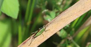 Attēlu rezultāti vaicājumam “Paramesus obtusifrons”