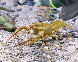 Attēlu rezultāti vaicājumam “Astacus leptodactylus”