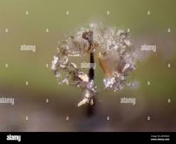 Attēlu rezultāti vaicājumam “Didymium nigripes”