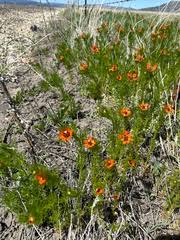 Image result for Adonis aestivalis