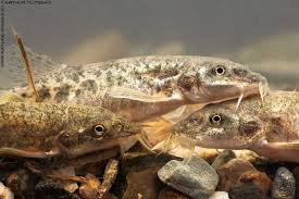 Attēlu rezultāti vaicājumam “Cribraria languescens macro”