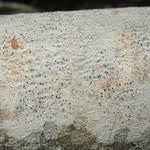 Attēlu rezultāti vaicājumam “Stictis”