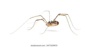 Attēlu rezultāti vaicājumam “Phalangium opilio”