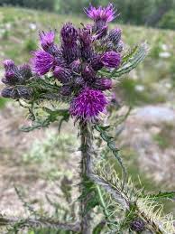 Attēlu rezultāti vaicājumam “Cirsium palustre flower”