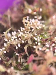 Attēlu rezultāti vaicājumam “Lamproderma violaceum spores”