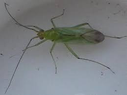 Attēlu rezultāti vaicājumam “Blepharidopterus angulatus”