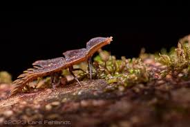 Attēlu rezultāti vaicājumam “Hadula trifolii larva”