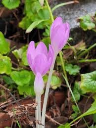 Attēlu rezultāti vaicājumam “Colchicaceae”