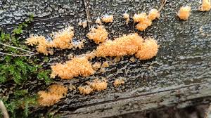 Attēlu rezultāti vaicājumam “Tubifera ferruginosa (subsp. ferruginosa) young”