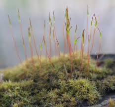 Attēlu rezultāti vaicājumam “Ceratodon purpureus sporophyte”